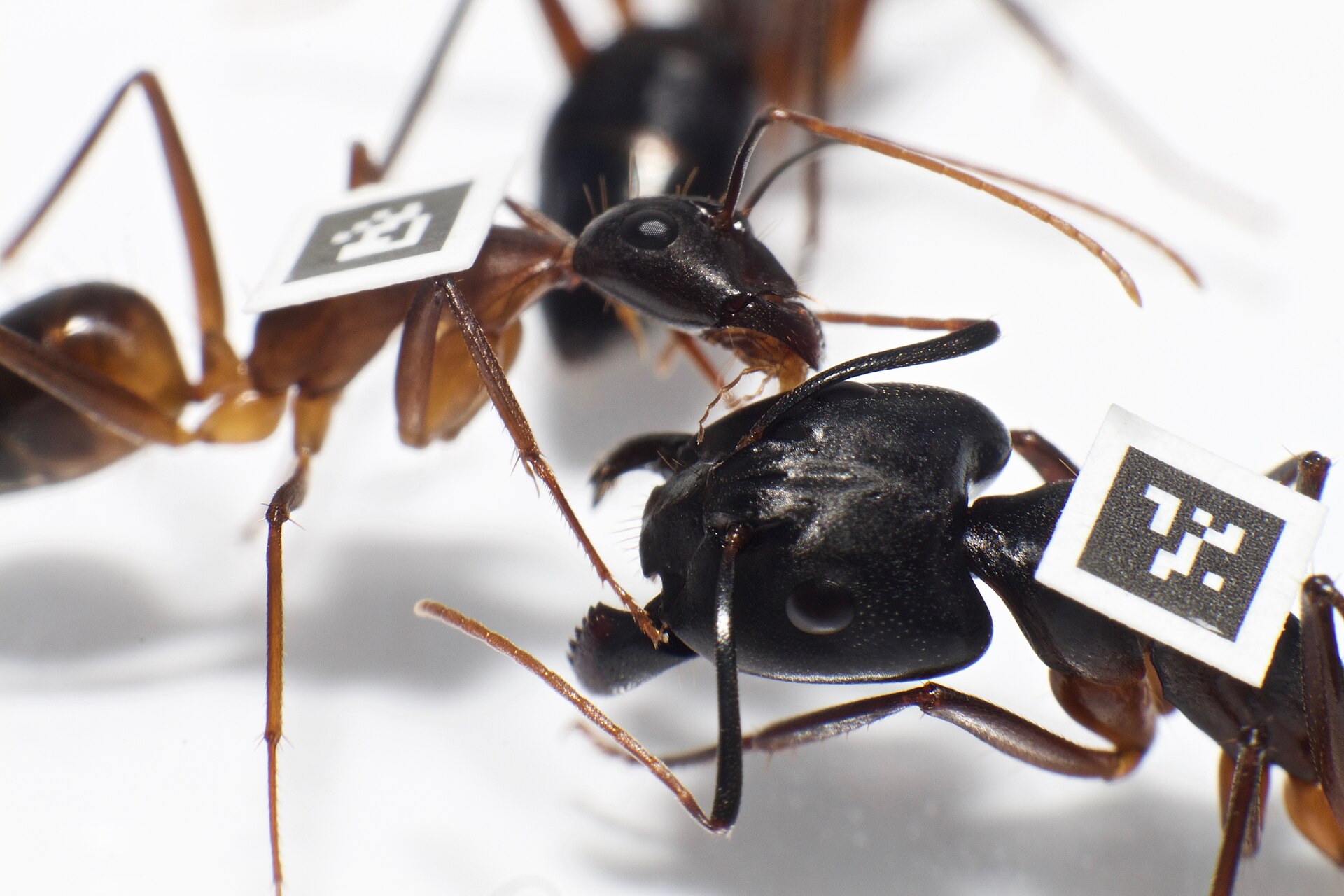 Camponotus workers tagged with fiducial markers