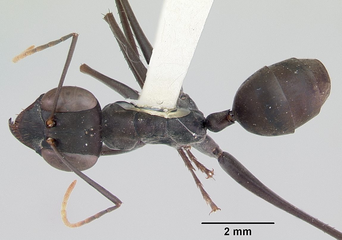 File:Gigantiops destructor casent0103316 dorsal 1.jpg - Wikimedia Commons