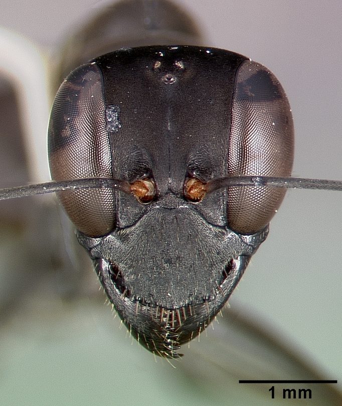 File:Gigantiops destructor casent0006124 head 1.jpg - Wikimedia Commons