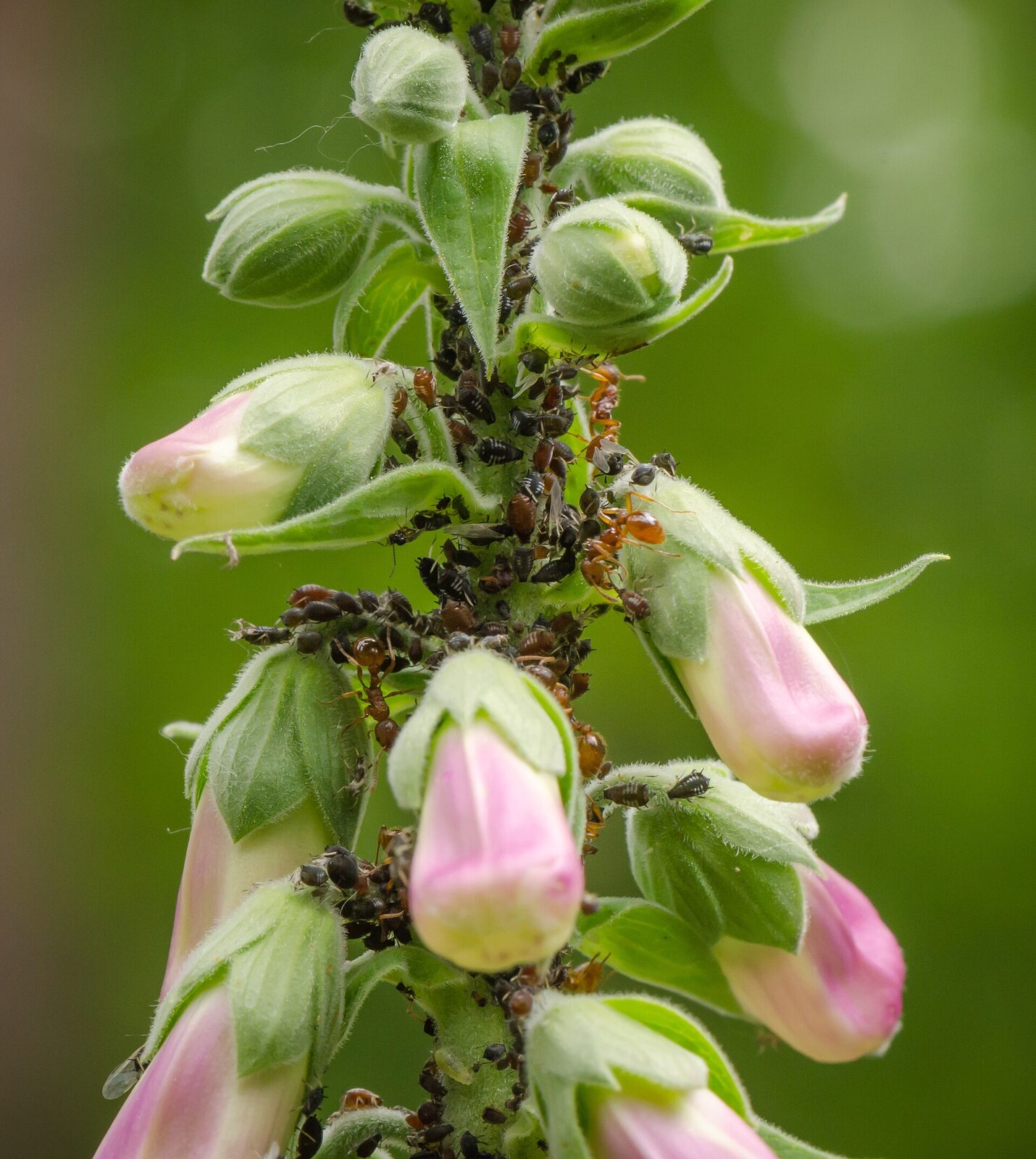 Ants ( Myrmica rubra ) cultivating/milking afids ( Aphis fabae ) on Purple Foxglove ( Digitalis purpurea ), Hesse, Germany. In the marked part of the image (cf. image note), a parasitic wasp is visible. Parasitic wasps can lay eggs in aphids undisturbed by the ants, because they have a chemical camouflage such that the ants think that they are either other ants or are aphids. Acknowledgement: Many thanks to Hugh Loxdale, Richard Harrington and to the user Biopics for their help in assigning the aphid species and for providing additional information. According to the two experts Hugh Loxdale and Richard Harrington, the aphid species on the photo is apparently Aphis fabae .