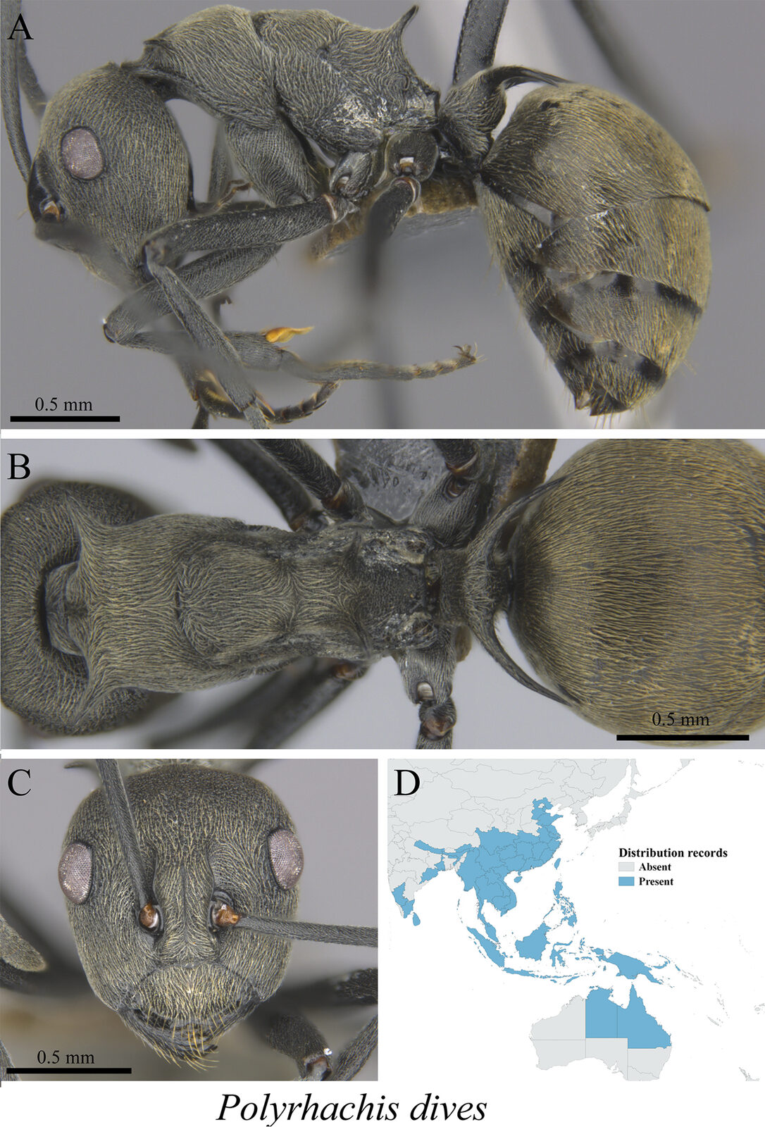 Polyrhachis dives