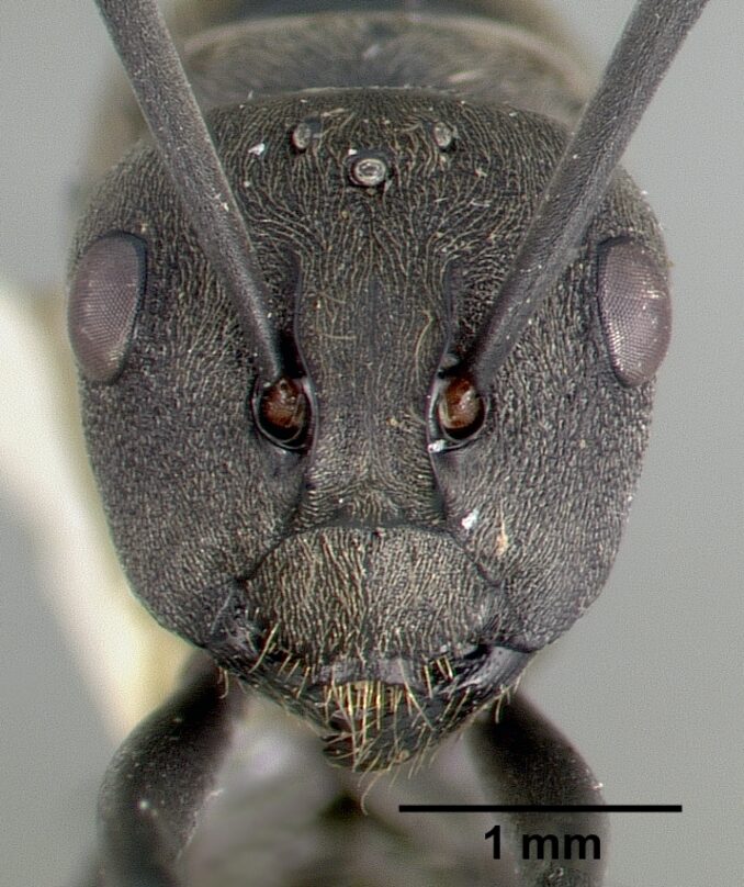 Head view of ant Polyrhachis dives specimen castype06933 .
