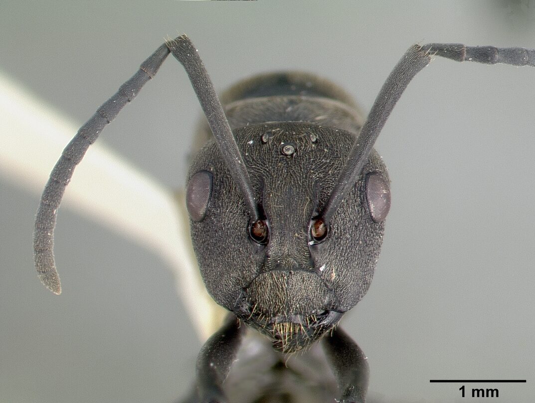 Head view of ant Polyrhachis dives specimen castype06933 .