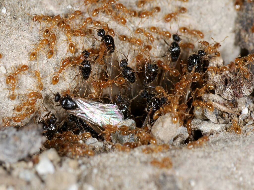 Solenopsis fugax