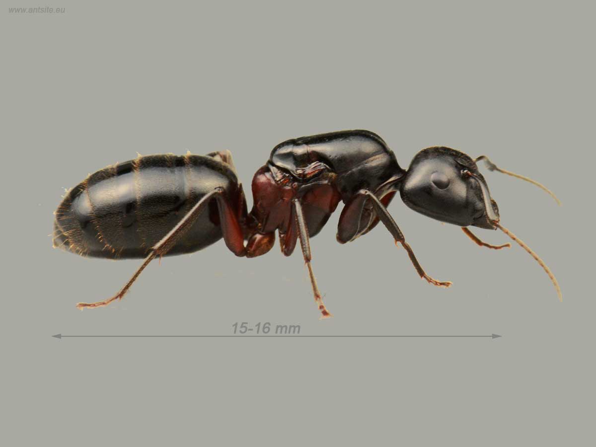 Camponotus herculeanus 3
