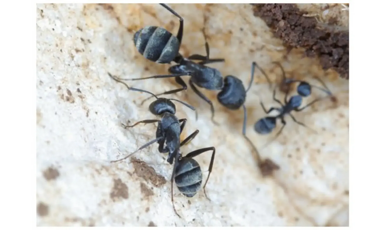 Camponotus Micans 2