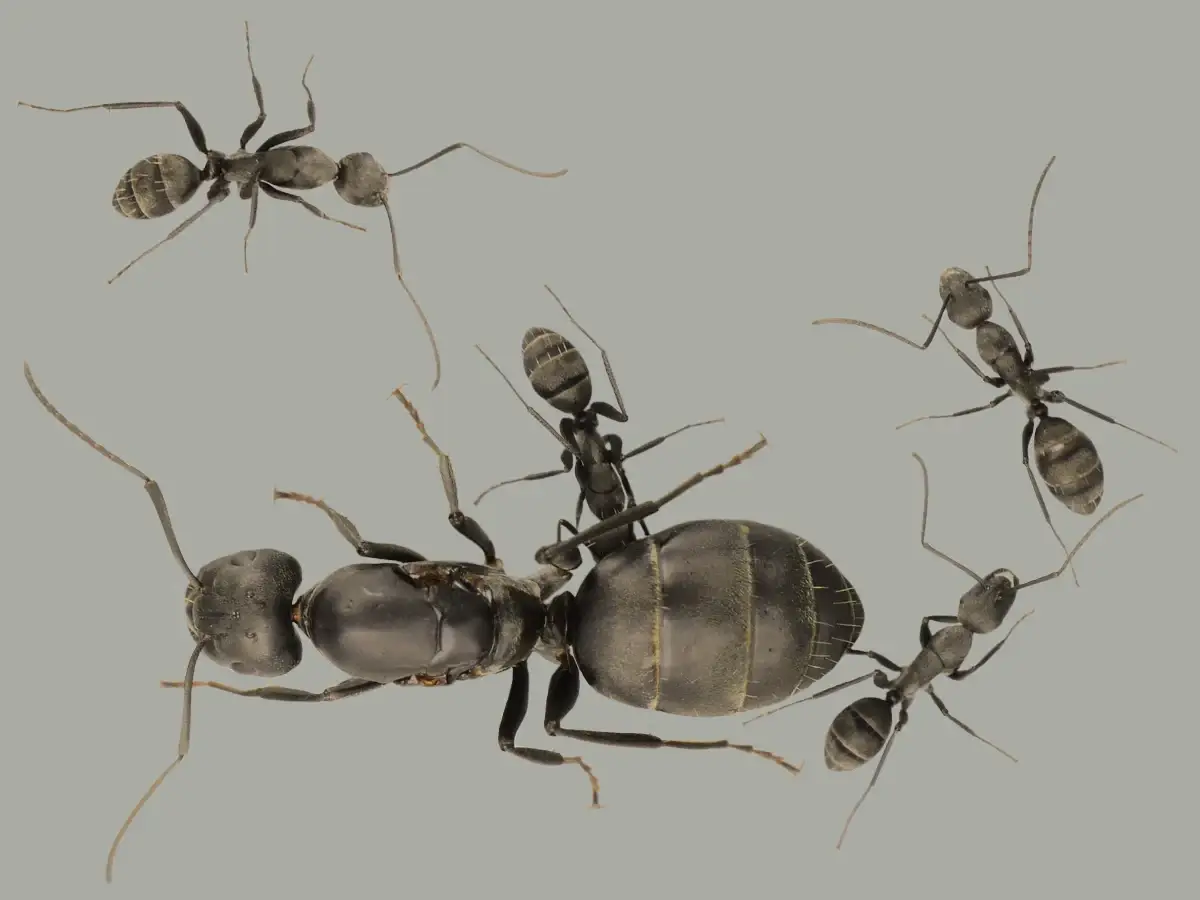 Camponotus Micans 1