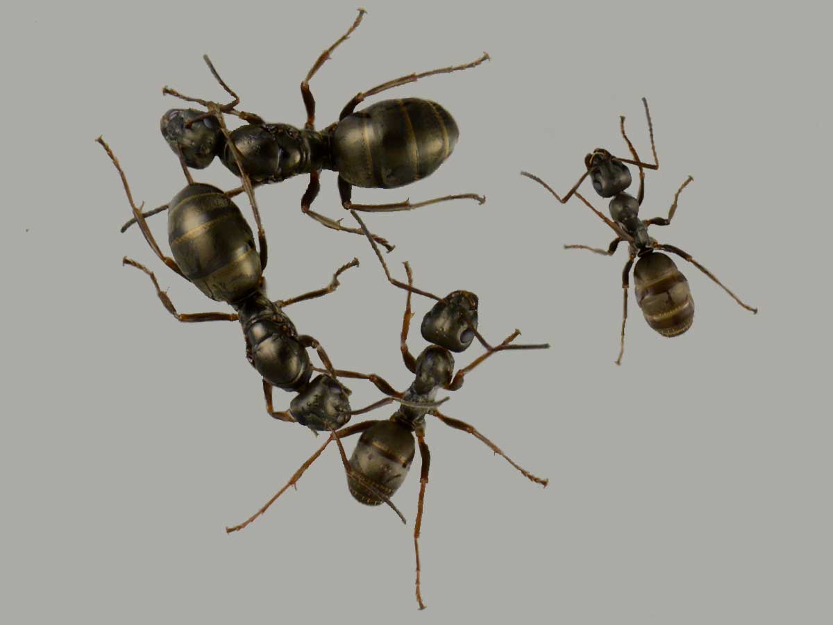 Formica fusca