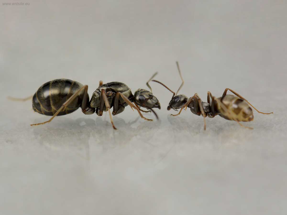 Formica Fusca 3
