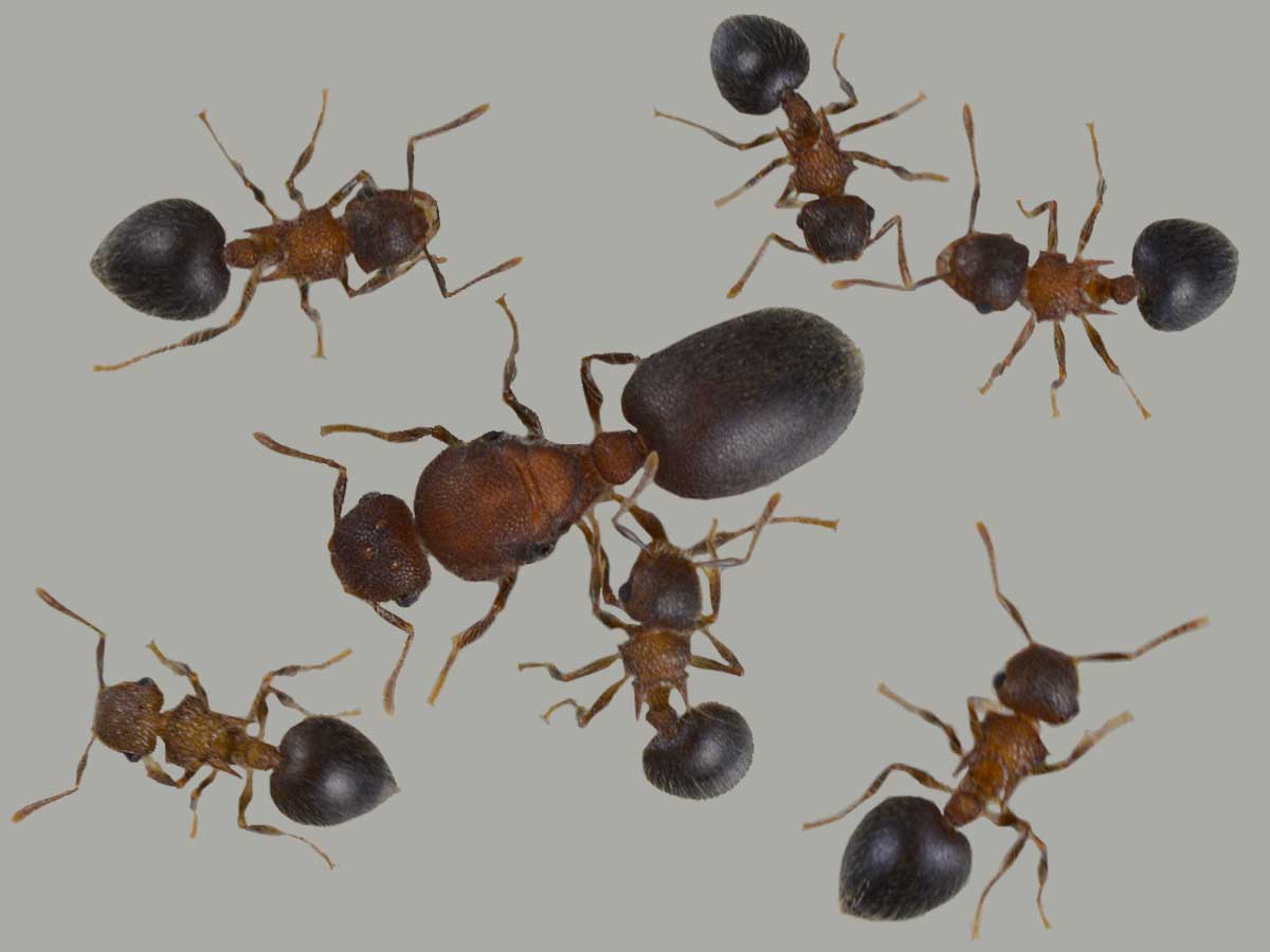 Meranoplus Bicolor 4