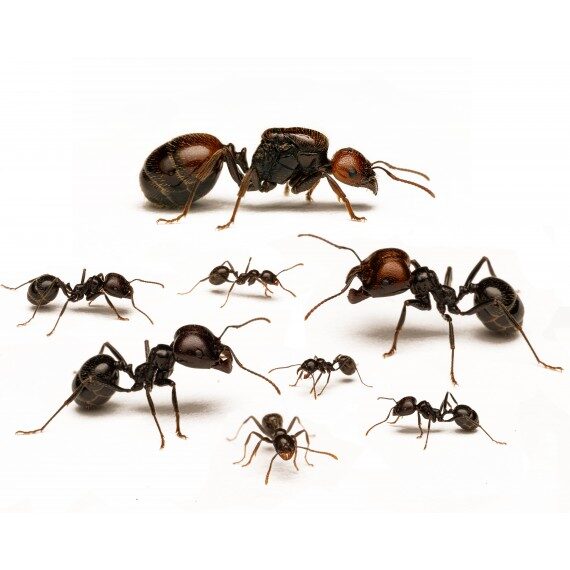 Messor barbarus