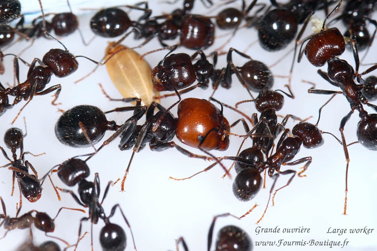 Messor barbarus