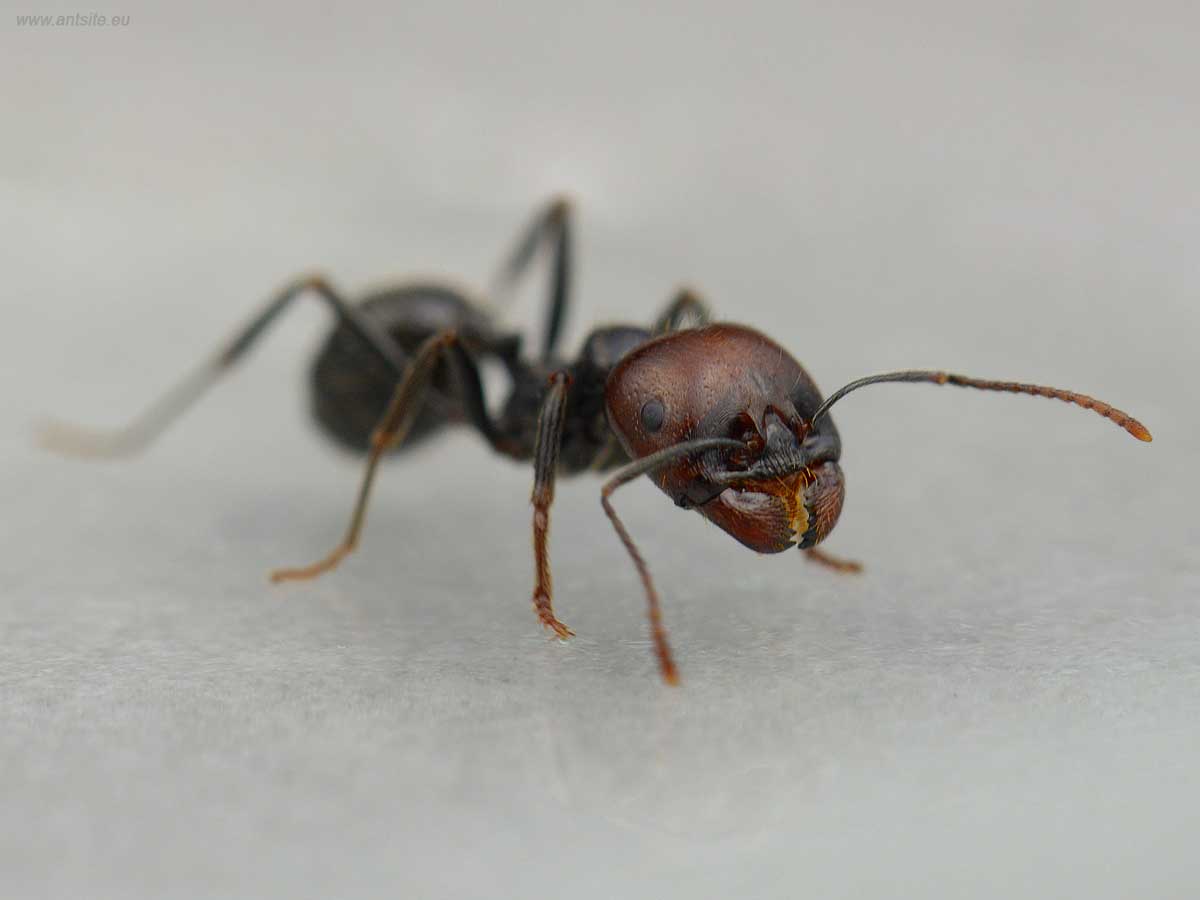 Messor barbarus 2