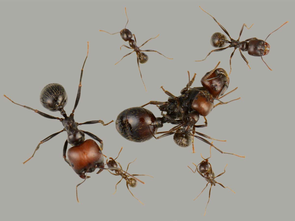Messor barbarus 3