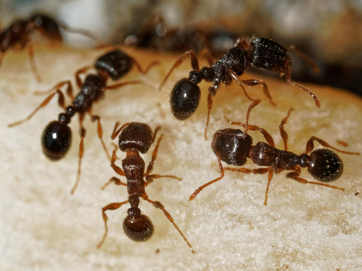 Tapinoma magnum